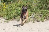 MALINOIS 418